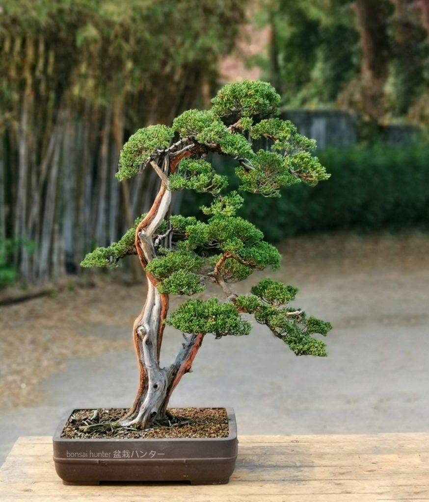 Bonsai Id Shimpaku