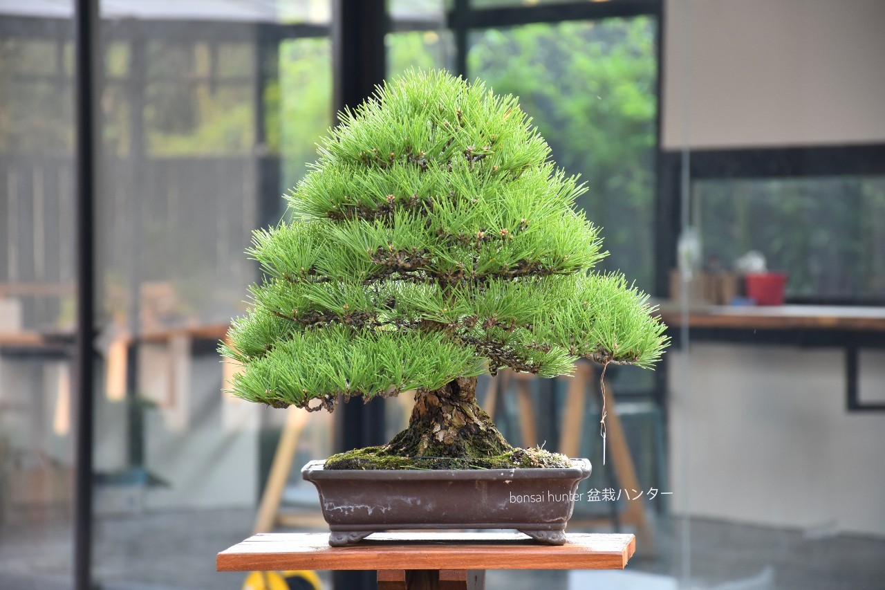 Bonsai ID 502 : Japanese Black Pine – บอนไซ บอนไซญี่ปุ่น